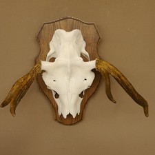 Elchgeweih kleines Elch Geweih