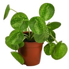 Glückstaler mojito pilea - glückstaler,