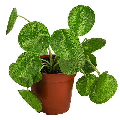 Glückstaler mojito pilea - glückstaler,