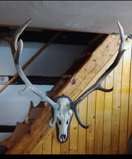 XXL 12-Ender Hirschgeweih auf