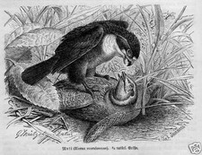 MUTI FALKE GREIFVOGEL RAUBVOGEL Holzstich 1891 Vogel Ornithologie