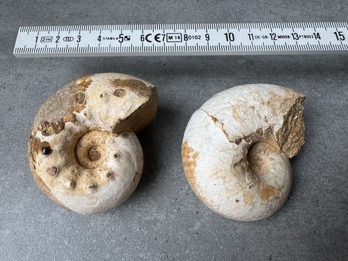 Ammoniten fossil nautilus - ammoniten,