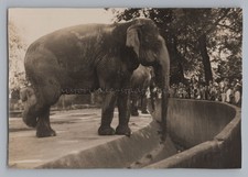 Hamburg 1953 - Hagenbeck Zoo -