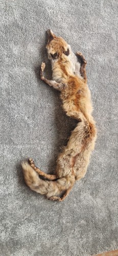 Schöne alte fuchs stola - schöne,