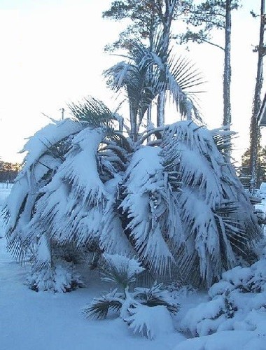 Winterharte - 2,