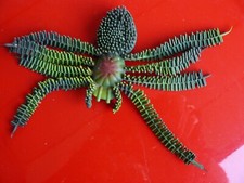 grüne Spinne als Deko Scherzartikel     *