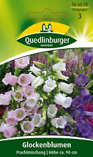Glockenblume Prachtmischung Samen von Quedlinburger Saatgut