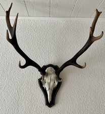 Hirschgeweih 12-Ender