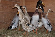 10 Laufenten Bruteier