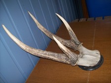 Hirsch Geweih Pferdehirsch