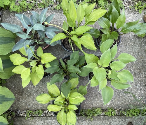 Kleine funkien hostas - kleine,