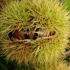Maraval Esskastanie veredelte