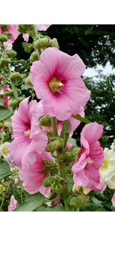 Stockrose pflanze rosa - stockrose,