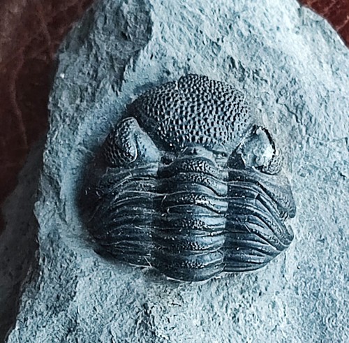 Trilobit utah usa - usa, trilobite