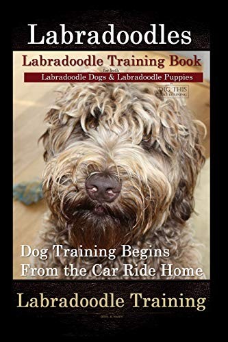 Labradoodles labradoodle - labradoodles,,