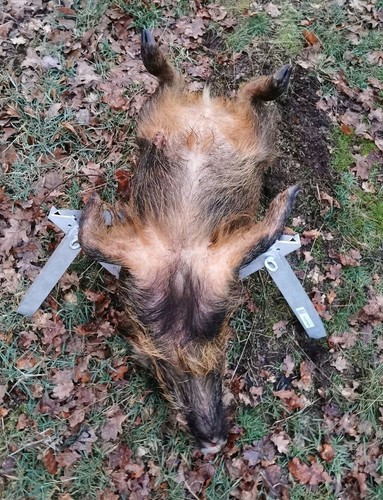 Wildgalgen boden - :),