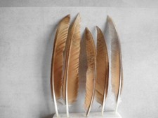 15  kleine rotbraune  Federn,  Pfauenfedern ,  21  cm  lang