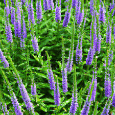 300 Samen Langblättriger