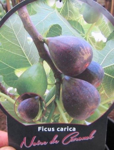 Ficus carica noire - de, caromb'