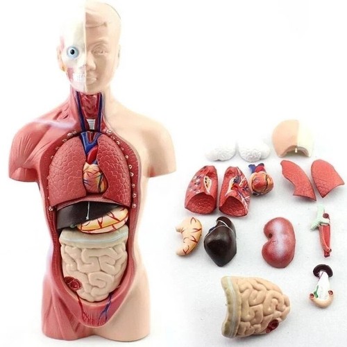 Skelett körper actionfiguren - skelett, körper-actionfiguren