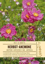 Anemone hybride monte rose - anemone,