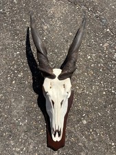 Afrika Trophäe Eland