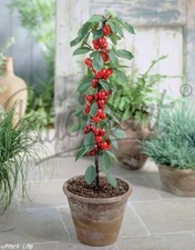 verschiedene Obstpflanzen