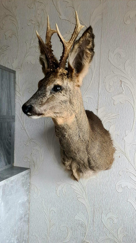 Reh tierpräparat roe deer - tierpräparat,