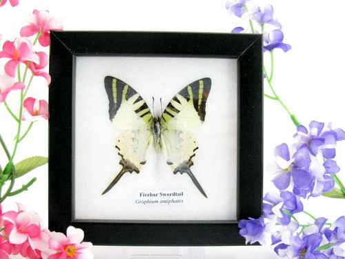 Fivebar swordtail echter - fivebar,