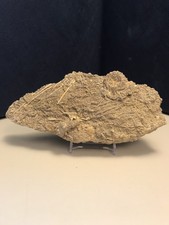 Seeigel mit Stacheln; Acrosalenia; Crinoide Isocrinus; Jura; Bajoc; Landaville;F