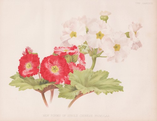 Chinese primulas primula - chinese,