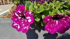 Petunien * Nr.1 * Petunia * 50  Blumensamen * handverlesen