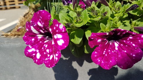 Petunien petunia 50 - *, *