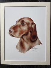 Aquarell Magyar Vizsla Drahthaar 21,5 x 28 signiert mit Passepartout (24 x 30)