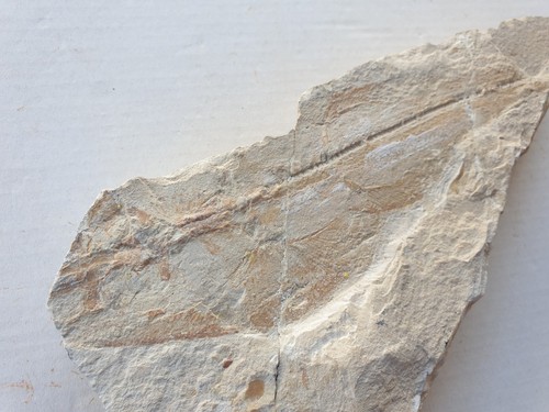 Rhombopterygia rochen - sp.,