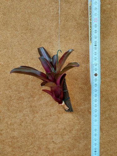 Neoregelia iris aufgebunden - iris, ,aufgebunden