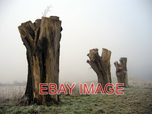 Foto drei stümpfe auf dem - foto,
