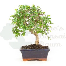 BONSAI Chinesische Ulme