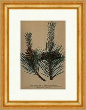 Legföhre, Krummholz Pinus montana Mill Krummholzregion Alpenflora 013 Gerahmt