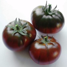 BLACK FROM TULA TOMATE 10
