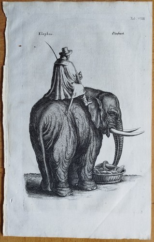 Elefant merian johnston - elefant, (t9)