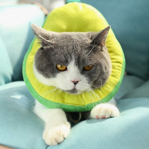 Katzen schutzkragen