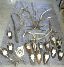 Abwurfstangen Hirsch Trophäen Rothirsch Geweih kapital Dekoration Reh Jagd, A1.9