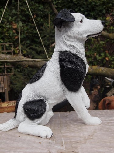 Jack russell terrier - jack,