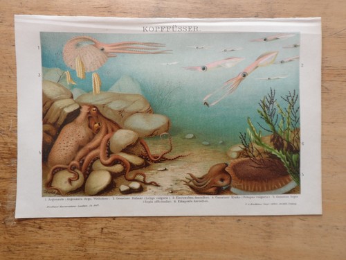 Orig chromolithographie - orig.(1908),