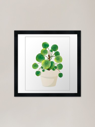 Pilea peperomioides - pilea,