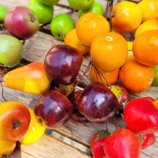 48 x Früchte Beeren Fake