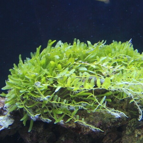 Caulerpa brachypus meerwasser - caulerpa,