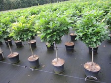 Hochstamm - Quercus palustris