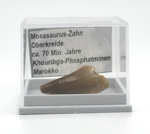 Schöner mosasaurus zahn - 1,